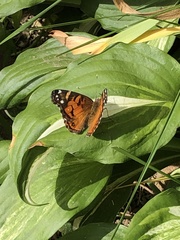 Vanessa virginiensis