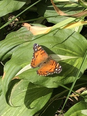 Vanessa virginiensis