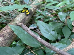 Lepidoptera