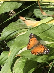 Vanessa virginiensis