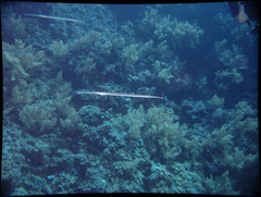 Fistularia commersonii