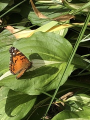 Vanessa virginiensis