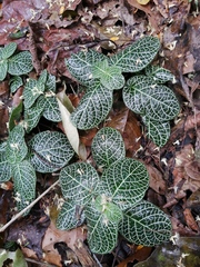 Fittonia albivenis