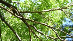 Synallaxis frontalis