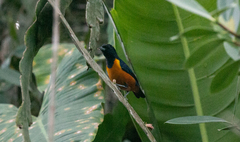 Euphonia rufiventris