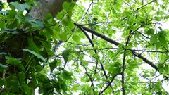 Synallaxis frontalis