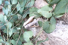 Aristolochia baetica