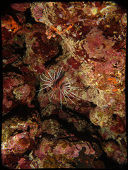 Pterois cincta