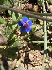 Lysimachia arvensis caerulea