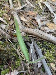 Glossodia major