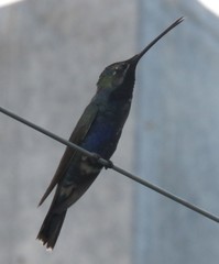 Heliomaster furcifer