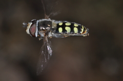 Austroscaeva