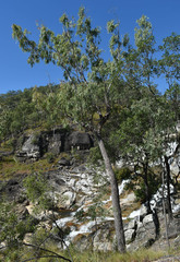 Corymbia ellipsoidea