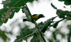 Euphonia rufiventris