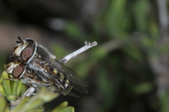 Austroscaeva occidentalis