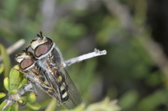 Austroscaeva occidentalis