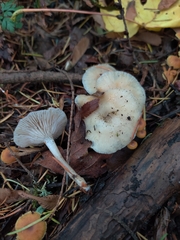Clitocybe salmonilamella