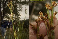 Cladium mariscoides
