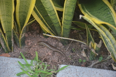 Trachylepis sechellensis