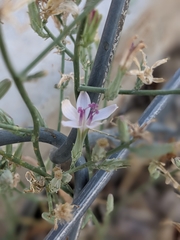 Stephanomeria pauciflora