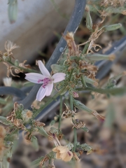 Stephanomeria pauciflora