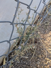 Stephanomeria pauciflora