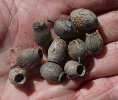 Corymbia ellipsoidea