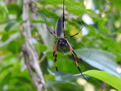 Trichonephila inaurata inaurata