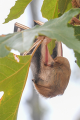 Desert Red Bat photo 2