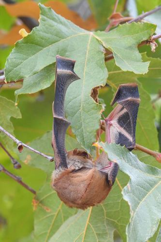 Desert Red Bat (Lasiurus frantzii)