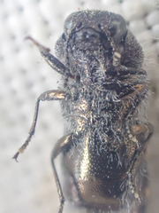 Acmaeoderopsis guttifera