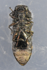 Acmaeoderopsis guttifera