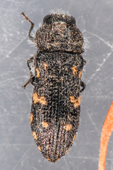 Acmaeoderopsis guttifera