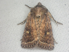 Pseudorthodes puerilis