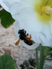 Megachile euzona
