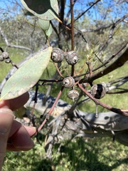 Eucalyptus oldfieldii