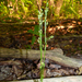 Bartonia virginica - Photo (c) Rob Curtis,  זכויות יוצרים חלקיות (CC BY-NC-SA), uploaded by Rob Curtis