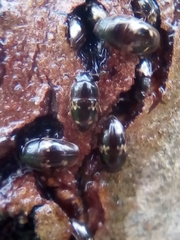 Cryptarcha nitidissima