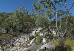 Corymbia ellipsoidea