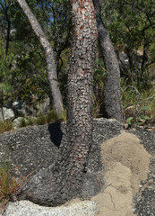 Corymbia ellipsoidea