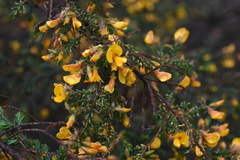 Pultenaea graveolens