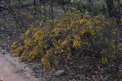 Pultenaea graveolens