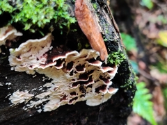 Steccherinum bourdotii