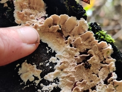 Steccherinum bourdotii