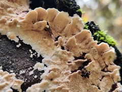 Steccherinum bourdotii