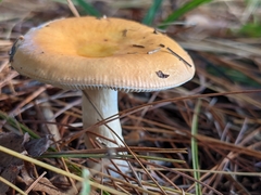 Russula katarinae