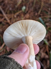 Russula katarinae