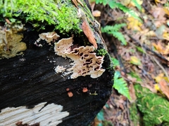 Steccherinum bourdotii