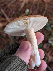 Russula katarinae