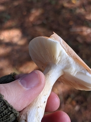 Russula katarinae